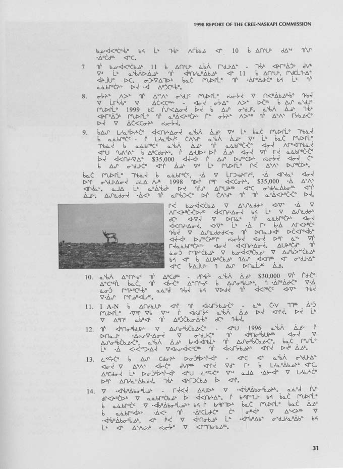 CNC REPORT 1998_CREE - page 31